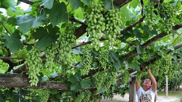 Тысячелетний виноградник в провинции Хэбэй