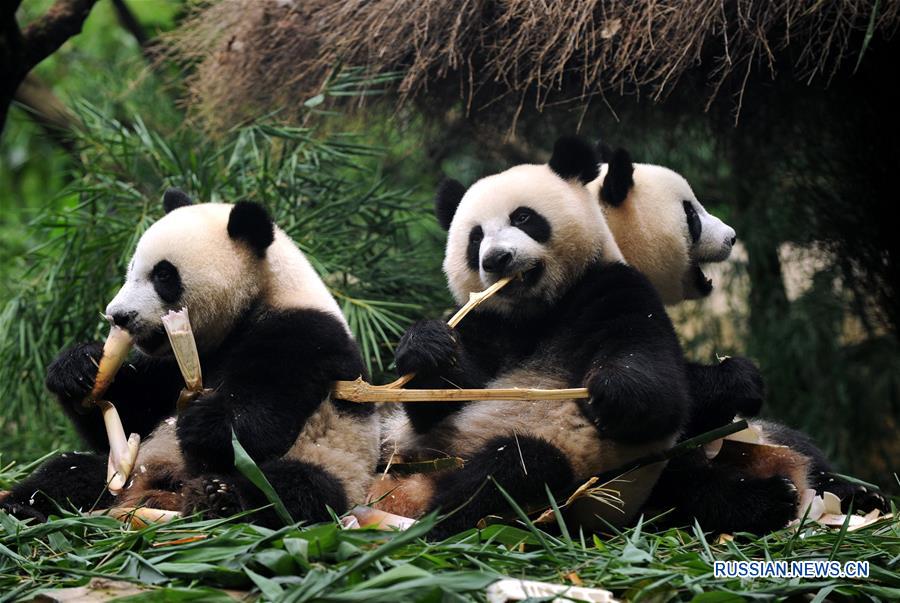 Знаменитые панды-тройняшки Мэнмэн, Шуайшуай и Куку, родившиеся 29 июля 2014 года в сафари-парке Чанлун в Гуанчжоу /провинция Гуандун, Южный Китай, на днях окончательно перешли на твердую пищу. 