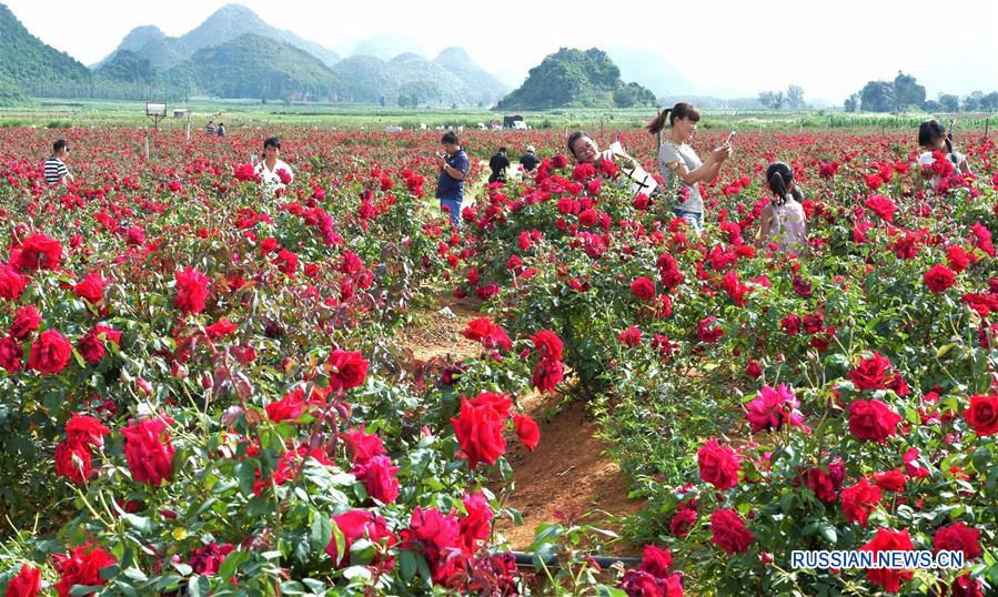 Второй сезон цветения роз в провинции Юньнань