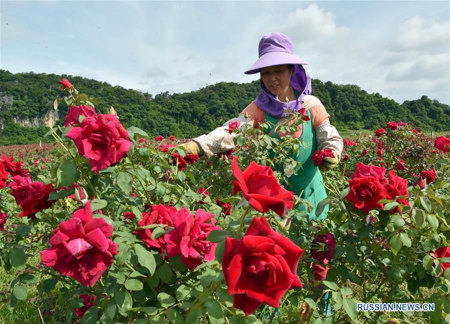 Второй сезон цветения роз в провинции Юньнань