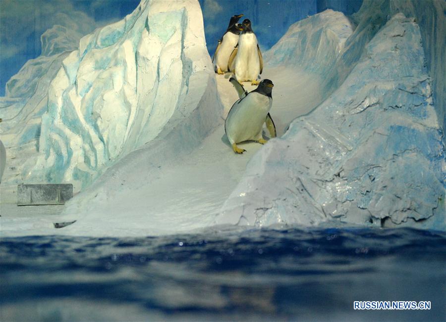 В конце июля в Харбине /провинция Хэйлунцзян, Северо-Восточный Китай/ установилась жаркая погода. Пингвины, обитающие в Харбинском полярном океанариуме, спасаются от зноя, целые дни проводя в воде.