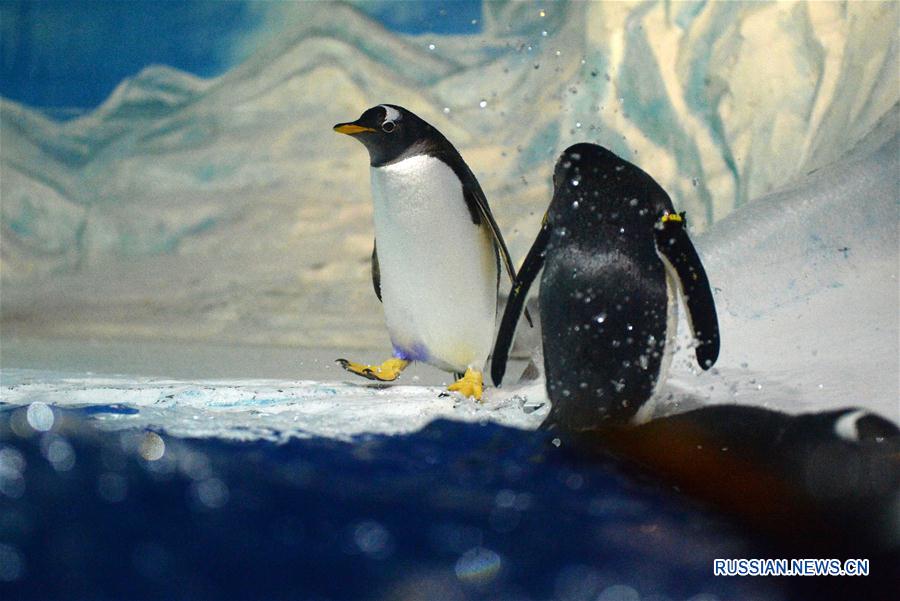 В конце июля в Харбине /провинция Хэйлунцзян, Северо-Восточный Китай/ установилась жаркая погода. Пингвины, обитающие в Харбинском полярном океанариуме, спасаются от зноя, целые дни проводя в воде.