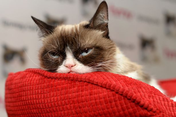 Звезда Интернета – Сердитая кошка (Grumpy Cat) со своим «грустным» лицом присутствовала на собрании своих фанатов в Великобритании