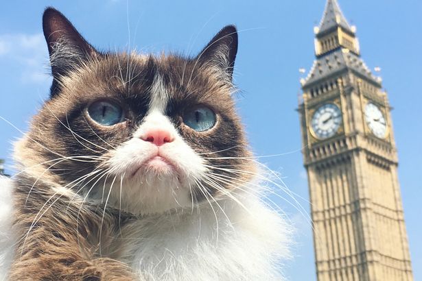 Звезда Интернета – Сердитая кошка (Grumpy Cat) со своим «грустным» лицом  присутствовала на собрании своих фанатов в Великобритании  _russian.china.org.cn