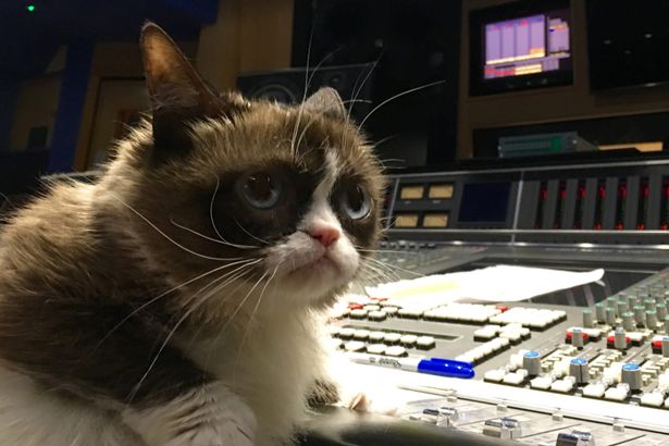 Звезда Интернета – Сердитая кошка (Grumpy Cat) со своим «грустным» лицом присутствовала на собрании своих фанатов в Великобритании