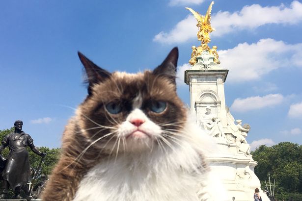 Звезда Интернета – Сердитая кошка (Grumpy Cat) со своим «грустным» лицом присутствовала на собрании своих фанатов в Великобритании