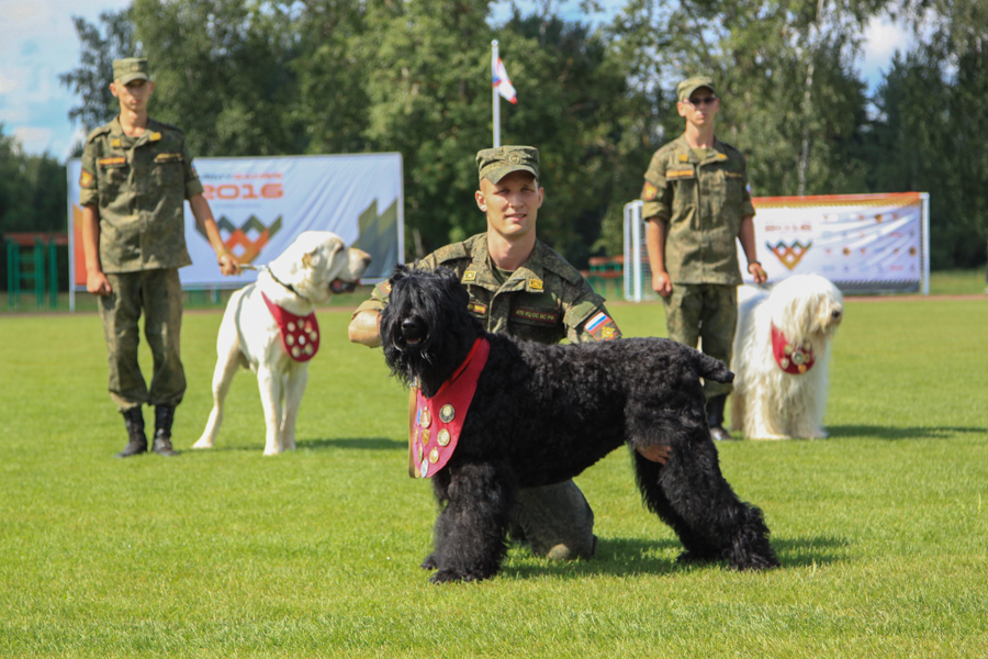 Китайские и русские военные кинологи со своими собаками приняли участие в церемонии открытия конкурса под названием «Верный друг»