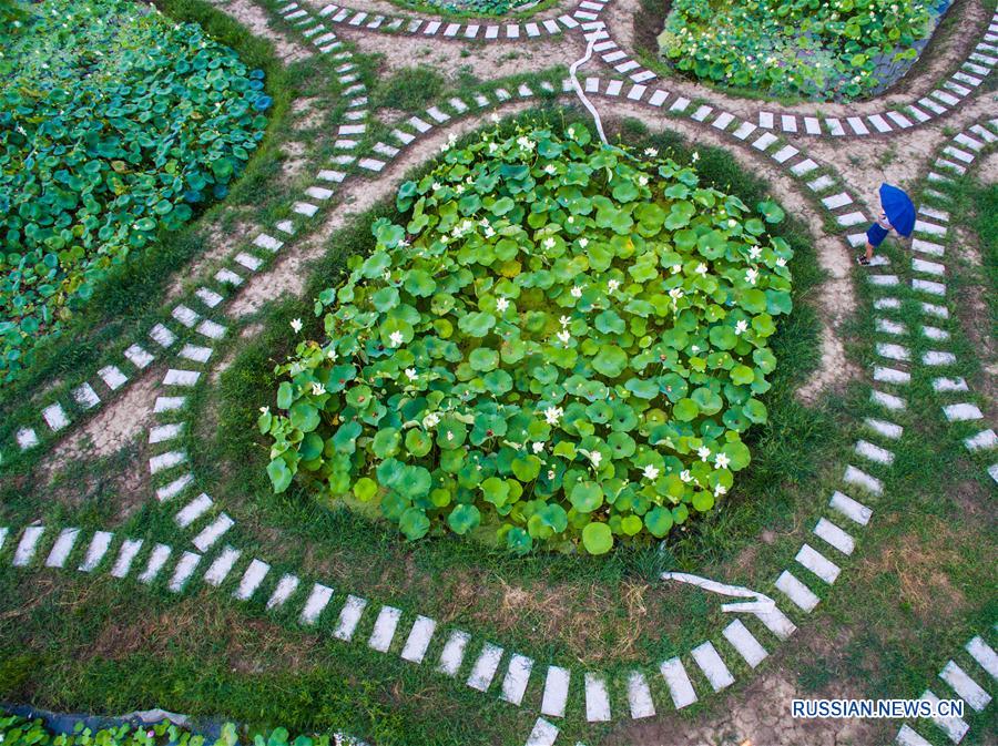  На днях в деревне Чжэнфу городского округа Тунсян /провинция Чжэцзян, Восточный Китай/ для посетителей открылся лотосовый сад, в котором представлены более 300 сортов лотосов и водяных лилий.