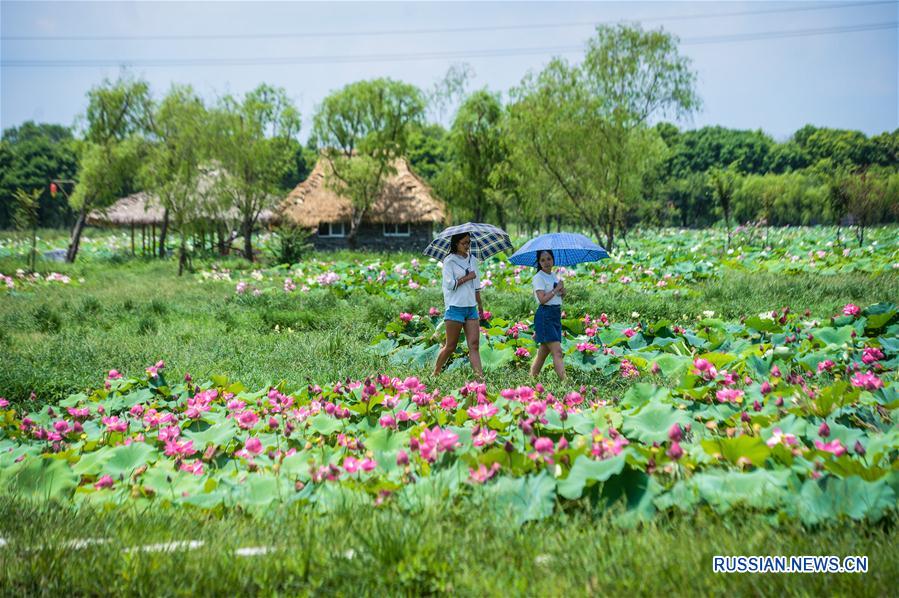  На днях в деревне Чжэнфу городского округа Тунсян /провинция Чжэцзян, Восточный Китай/ для посетителей открылся лотосовый сад, в котором представлены более 300 сортов лотосов и водяных лилий.