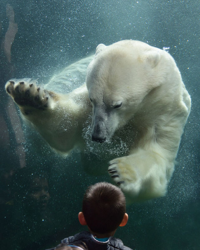 4-летний американский мальчик и белый медведь