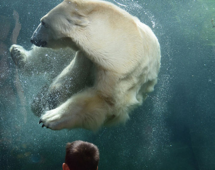 4-летний американский мальчик и белый медведь