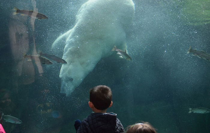 4-летний американский мальчик и белый медведь