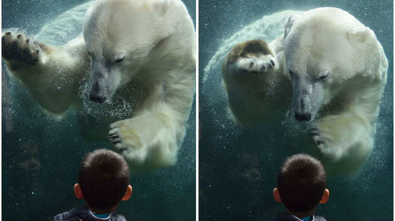 4-летний американский мальчик и белый медведь