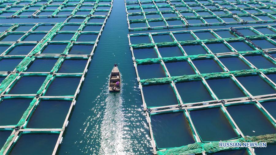  Городской округ Яньтай провинции Шаньдун /Восточный Китай/ известен своими богатыми рыбопромысловыми ресурсами. 