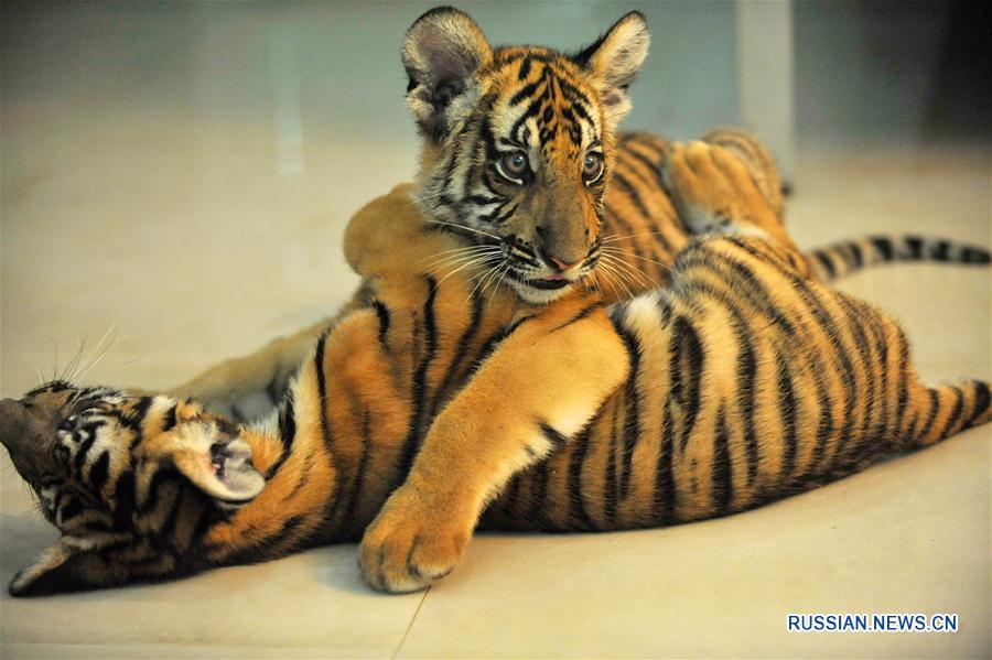 Пополнение в семействе китайских тигров, обитающих в Наньчанском зоопарке
