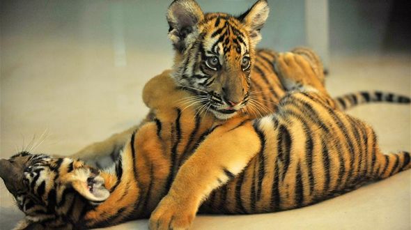 Пополнение в семействе китайских тигров, обитающих в Наньчанском зоопарке