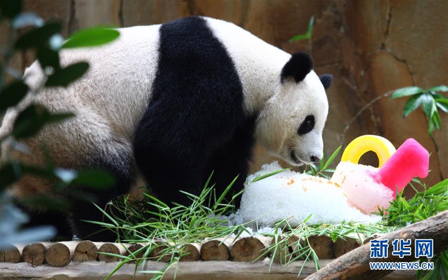 Арендованные Малайзией в Китае панды Синсин и Лянлян сегодня отпраздновали свой 10-й день рождения в Государственном зоопарке Малайзии.