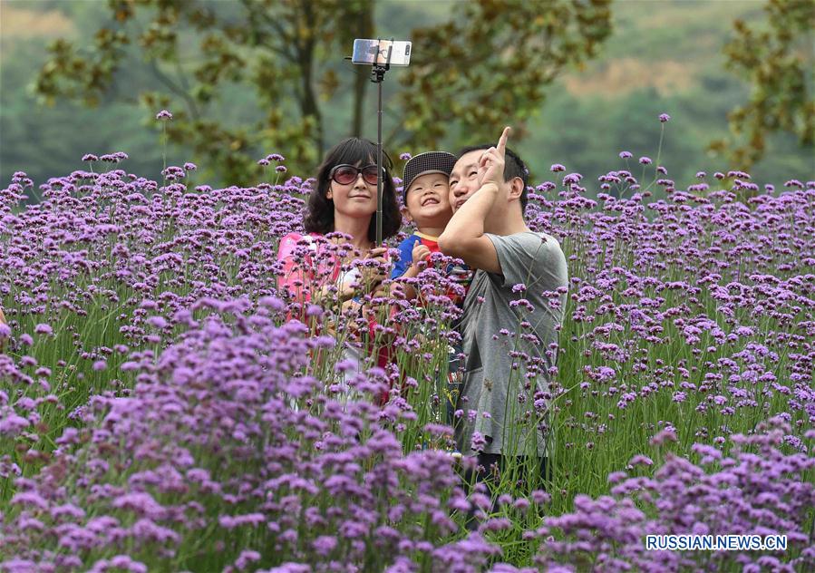 Завораживающие пейзажи и море цветов на площади 1000 му /66,7 га/ 'городка влюбленных' Цзиньлиньвань в городском округе Цюйцзин провинции Юньнань /Юго-Западный Китай/ традиционно привлекают множество туристов, среди которых немало влюбленных пар и молодоженов.