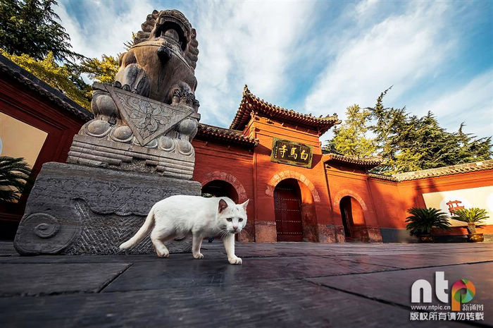 Новый вид тысячелетнего древнего города – Лоян