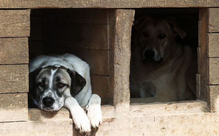 Московский приют для животных: собаки счастливо живут