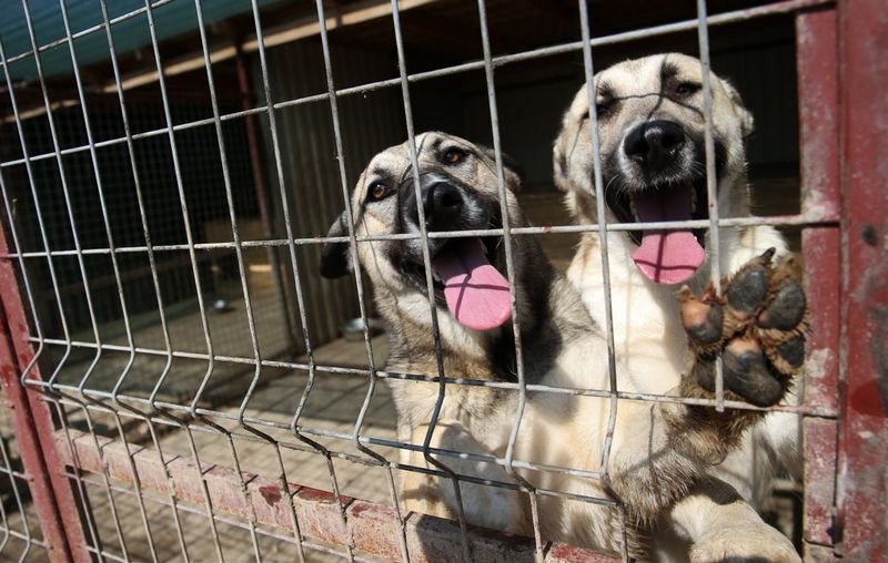 Московский приют для животных: собаки счастливо живут