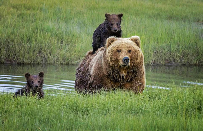 Любящая мать нести медвежонка на спине через реку