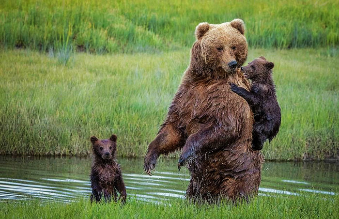 Любящая мать нести медвежонка на спине через реку