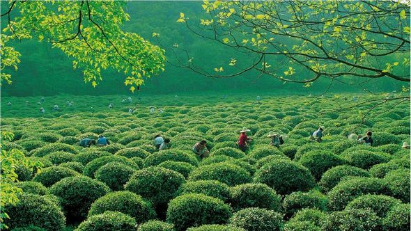 Ханчжоу – чайная столица Китая