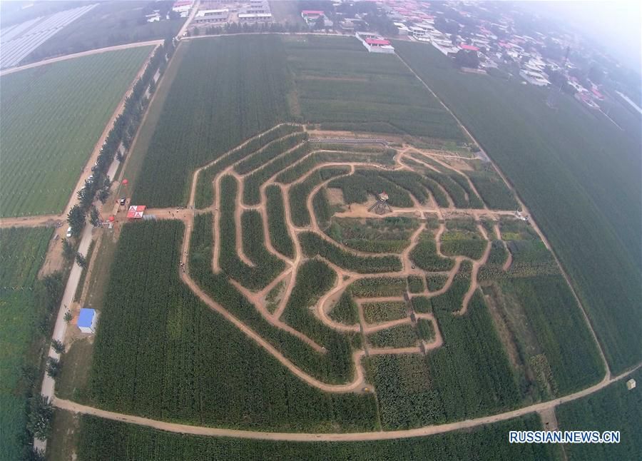 'Кукурузный лабиринт' в провинции Хэбэй