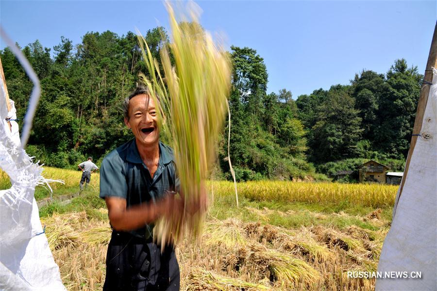 На полях фермерского хозяйства в уезде Ваньцзай /провинция Цзянси, Восточный Китай/ началась уборка урожая органического риса, выращенного в соответствии с 'зелеными' стандартами.
