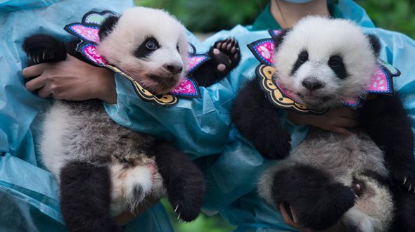 Аомэньским пандам-близнецам Цзяньцзяню и Канкану исполнилось 100 дней