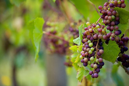 Жители провинции Шэньси доказывают экономическую эффективность виноградарства в районе Ваяобао