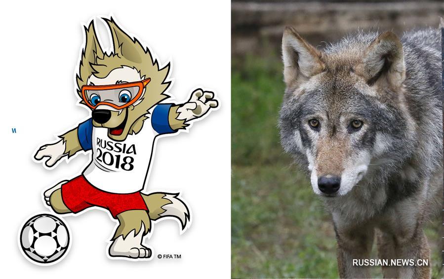 В пятницу Россия представила официальный талисман чемпионата мира по футболу -- 2018 -- волка Забиваку. 