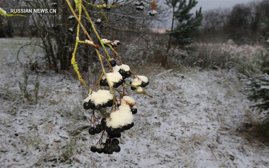 Первый снег в Беларуси