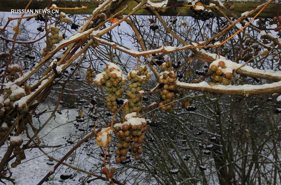 Первый снег в Беларуси