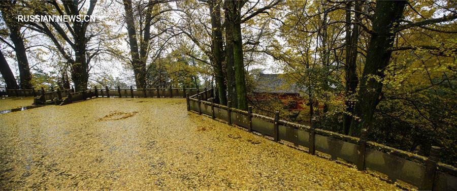 'Древо стелет золотой ковер' -- Осень в горном монастыре в провинции Сычуань