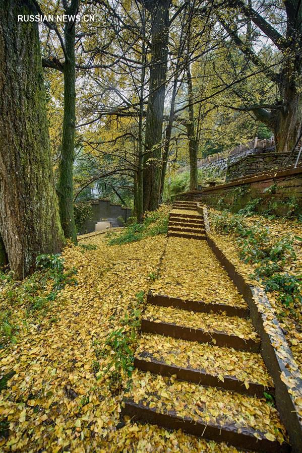 'Древо стелет золотой ковер' -- Осень в горном монастыре в провинции Сычуань