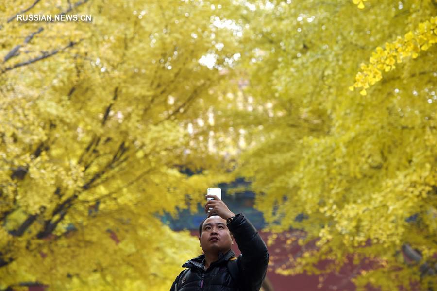 Желтые гинкго в пекинском парке Чжуншань