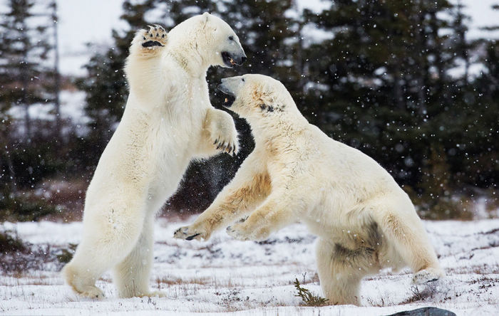 Схватка белых медведей