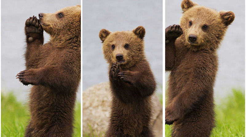 Очаровательный медвежонок в объективе фотографа