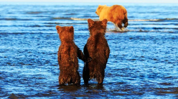 Неразлучные братья-медвежата ждут возвращения мамы с рыбалки