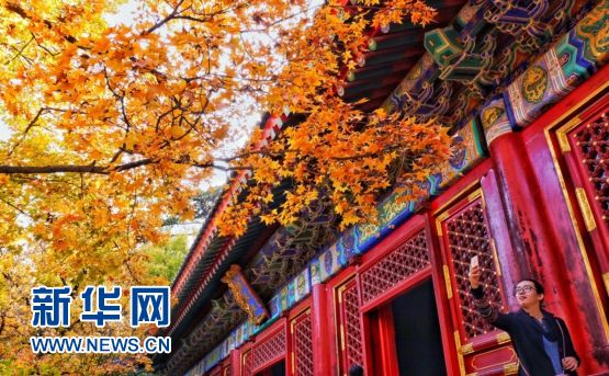Парк Сяншань -- идеальное место для любования красными осенними листьями в Пекине