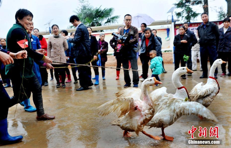 В поселке провинции Цзянси провели гусиные бега