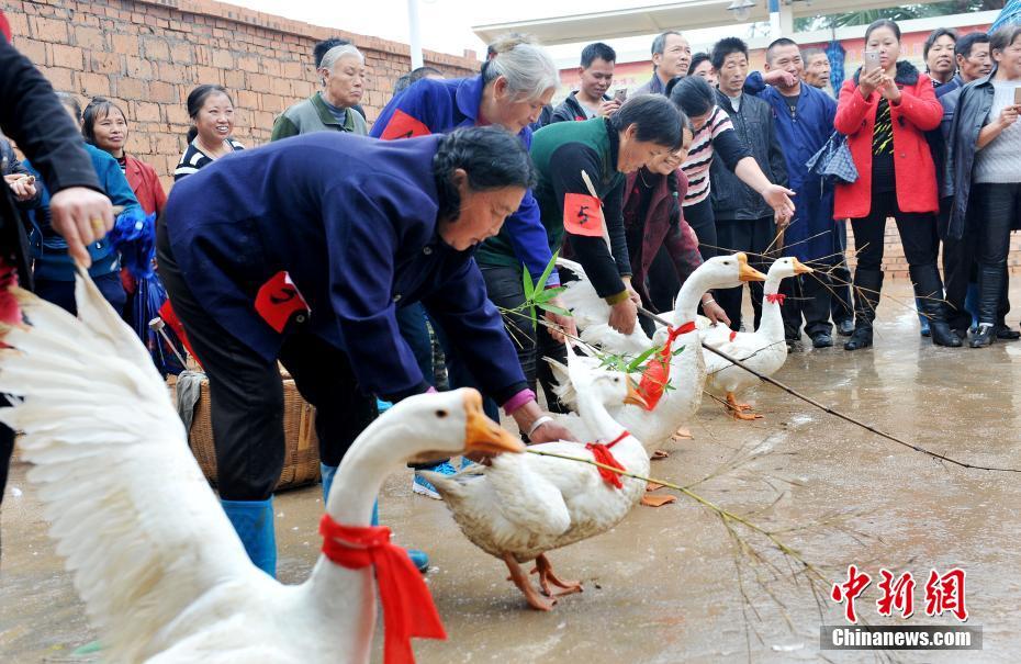 В поселке провинции Цзянси провели гусиные бега
