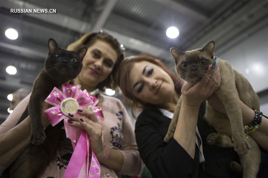 Выставка кошек, на которой было представлено более 1000 животных различных пород, прошла в минувшие выходные в российской столице. 