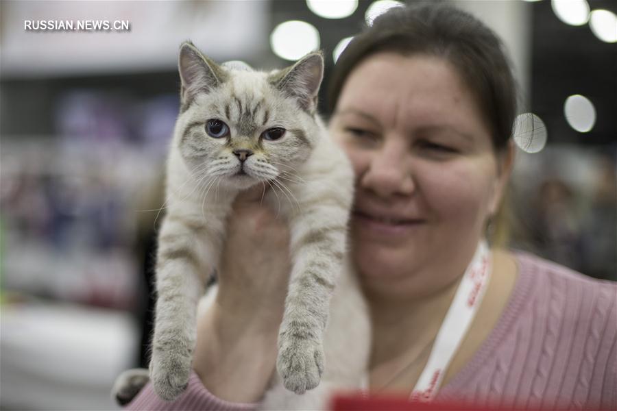Выставка кошек, на которой было представлено более 1000 животных различных пород, прошла в минувшие выходные в российской столице. 