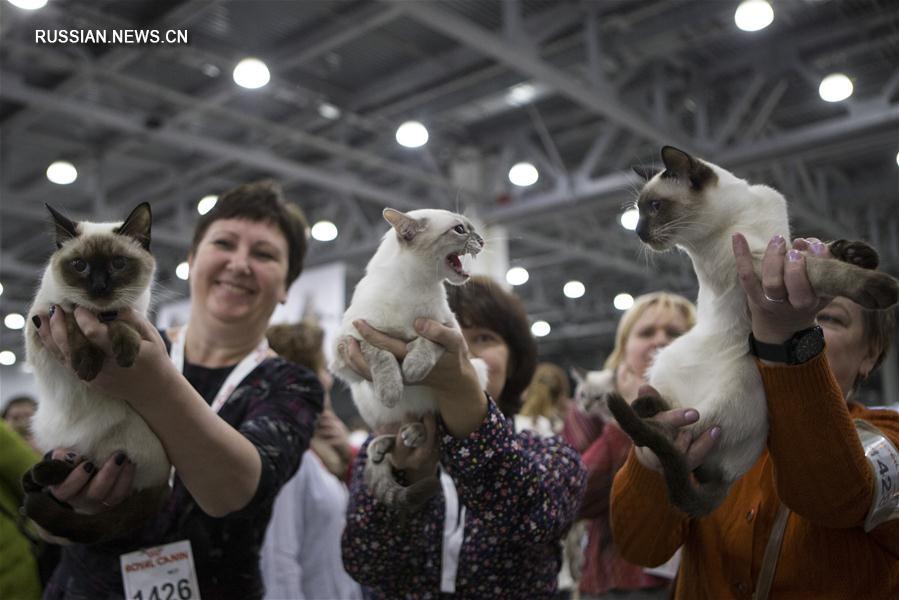 Выставка кошек, на которой было представлено более 1000 животных различных пород, прошла в минувшие выходные в российской столице. 