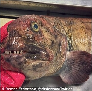 Фотографии глубоководных морских рыб, которыми поделился в соцсетях рыбак из России