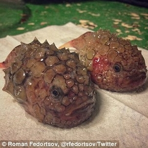 Фотографии глубоководных морских рыб, которыми поделился в соцсетях рыбак из России