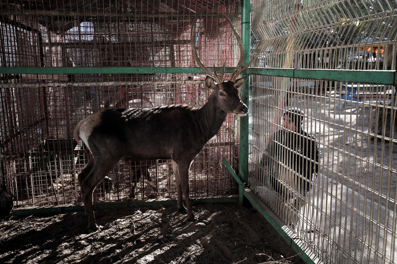 Животные в зоопарке Газа умерли от голода